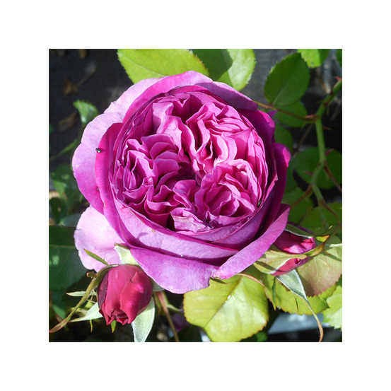 Rosier chateau de maintenon® eveliblue racines nues