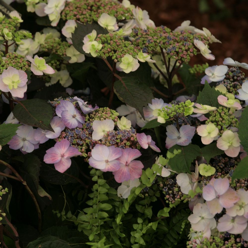 Hortensia 'blueberry cheesecake' pot de 4l/5l
