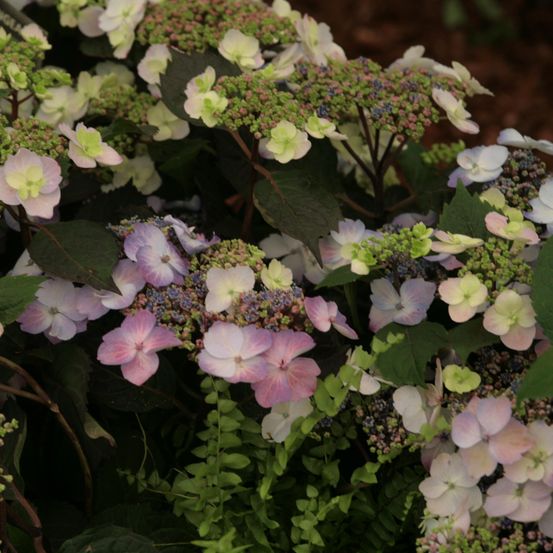 Hortensia 'blueberry cheesecake' pot de 4l/5l