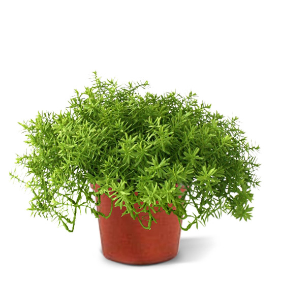 Senecio succulent artificiel 30cm en pot