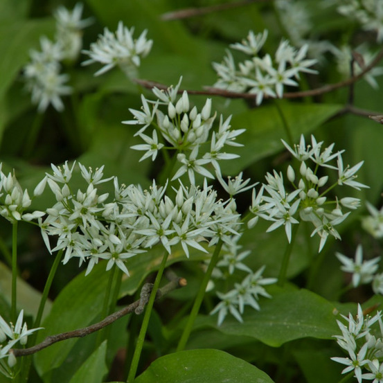 Graines d'ail des ours sachet