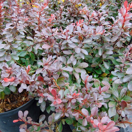 Épine-vinette de thunberg 'atropurpurea nana' pot de 2l/3l