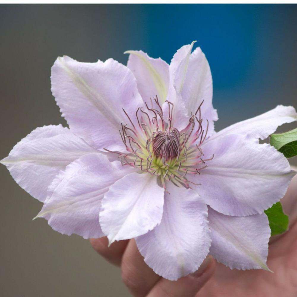 Clématite filigree™ 'evipo029' pot de 1,5l - tuteur bambou 30/60 cm