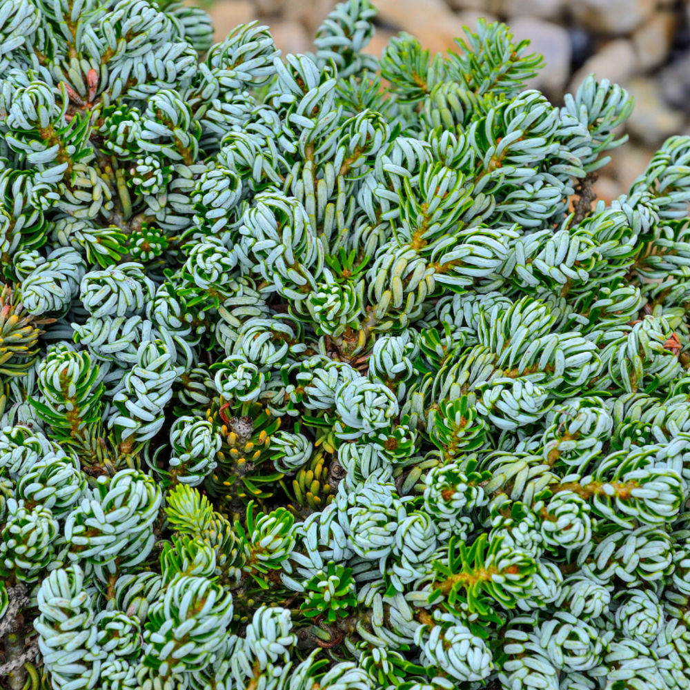 Sapin de corée kohouts icebreaker - abies koreana kohouts icebreaker 30/35cm pot 8l