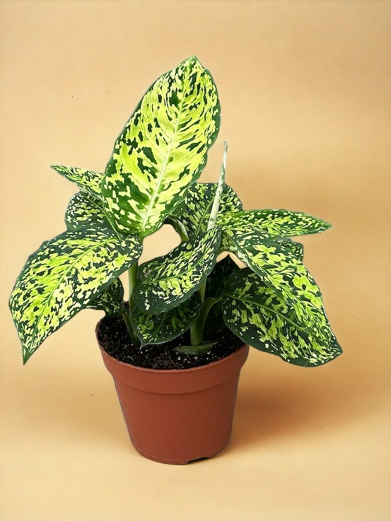 Dieffenbachia reflector