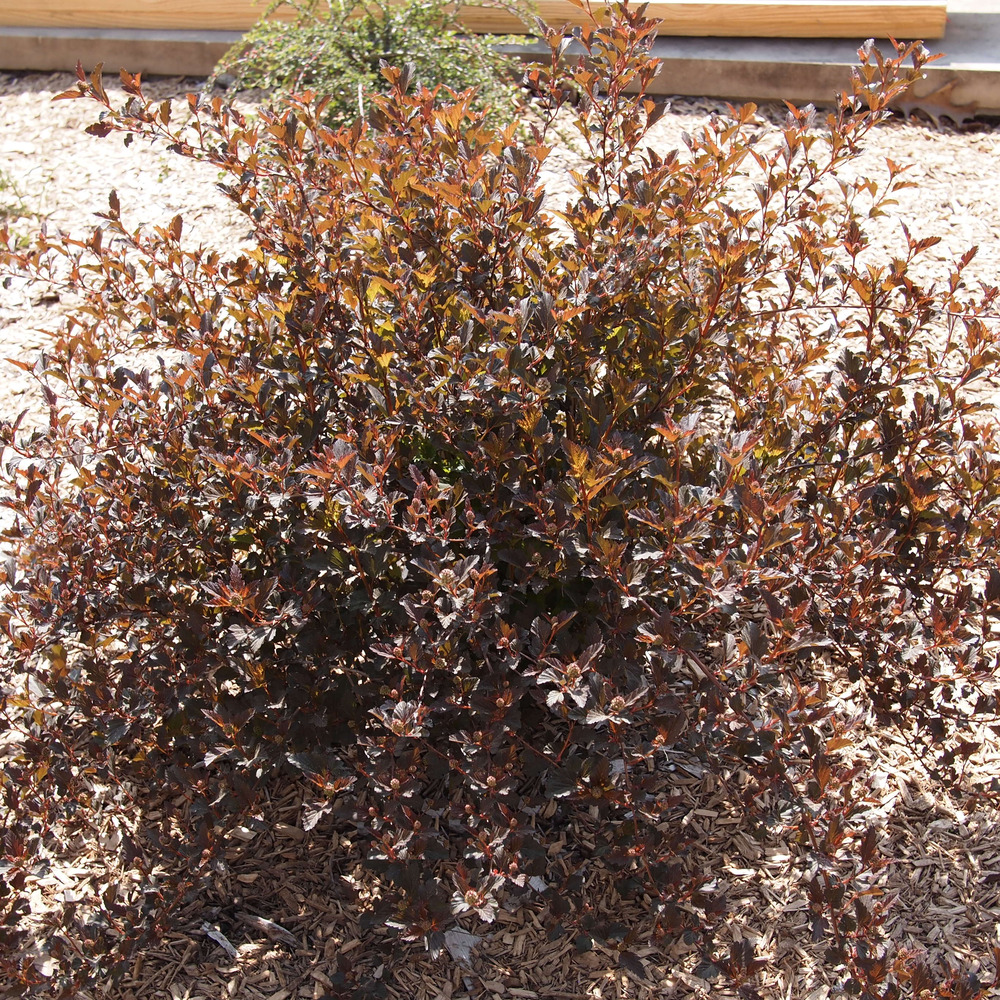 Physocarpe à feuilles d'obier 'little devil'® pot de 3l/4l