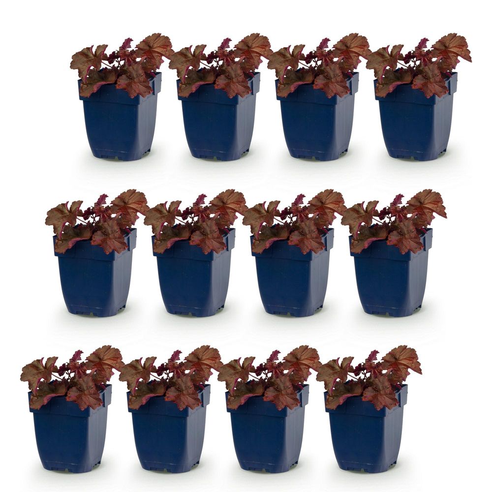 Heuchère 'palace purple' - lot de 12 - pot 11 cm - hauteur 25 cm - plante d'extérieur