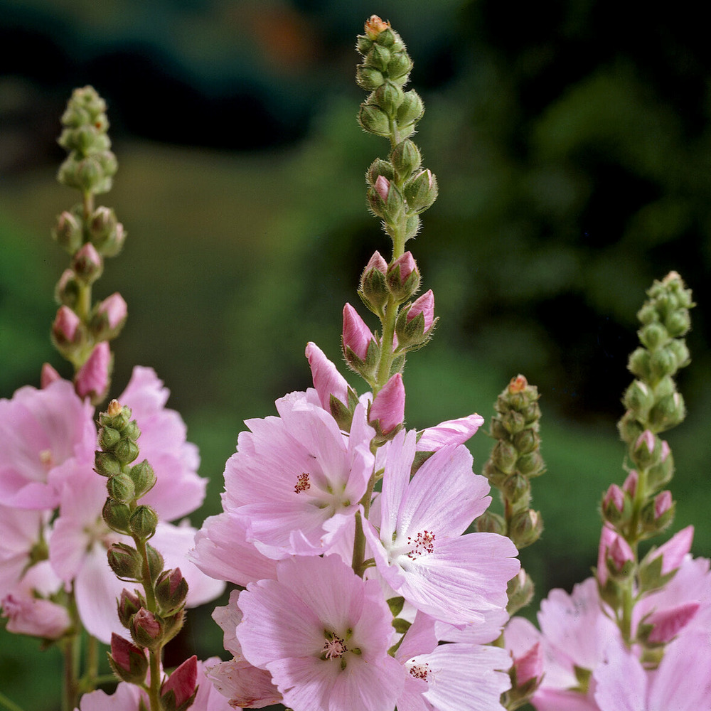 Sidalcea malviflora elsie heugh - le pot / ø 9cm