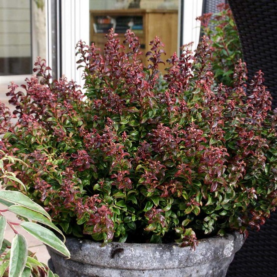 Leucothoe 'twisting red' pot de 7,5l/10l
