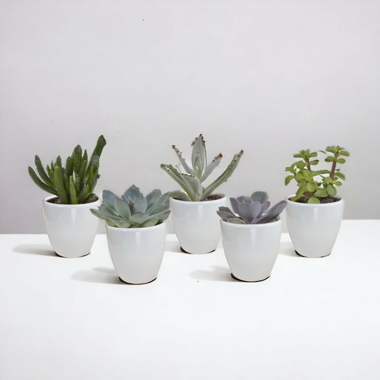 Coffret succulente & cactus + caches-pots blancs