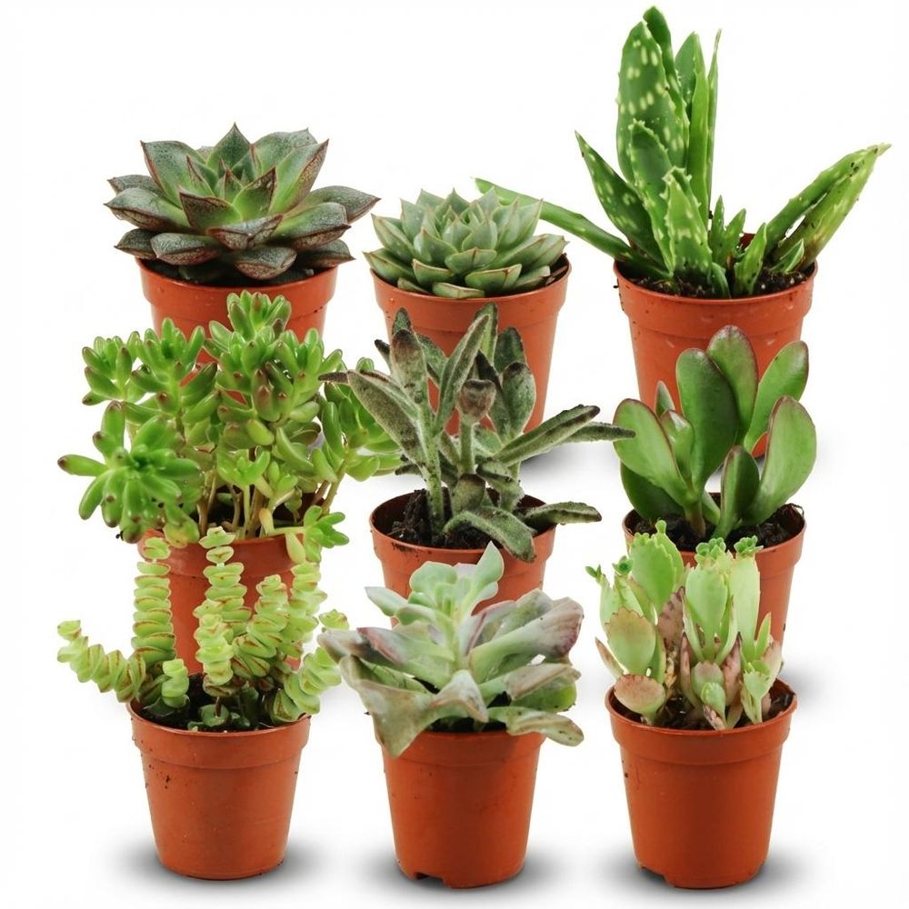 Mini plantes grasses - lot de 9 - ø5,5cm - ↕10cm - plante d’intérieur