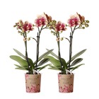 Orchidées colibri | combi deal de 2 orchidées phalaenopsis rouge jaune - espagne - pot 9cm
