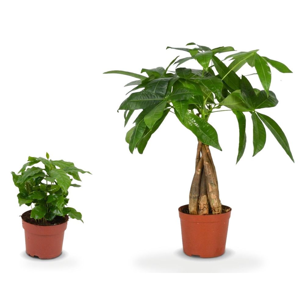 Duo porte-bonheur — pachira aquatica & coffea arabica