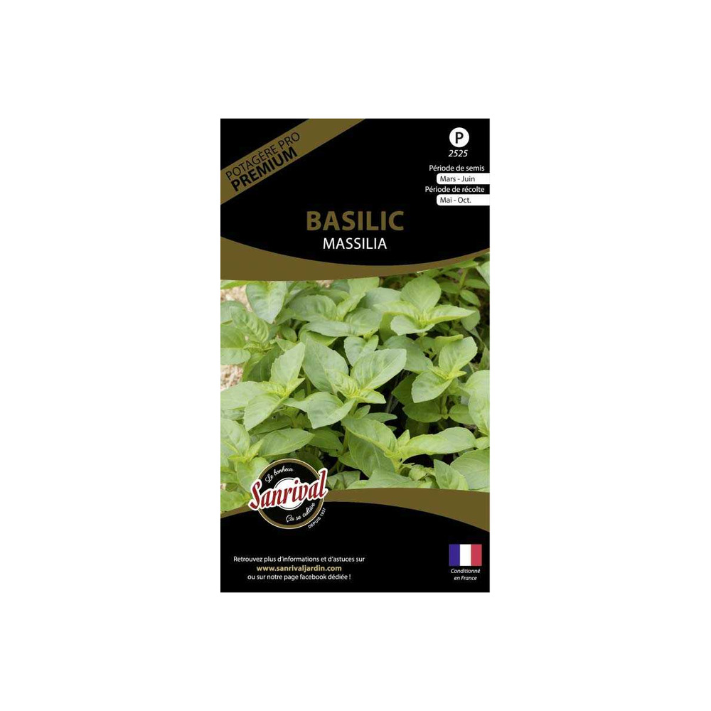 Graines potagères premium basilic massilia