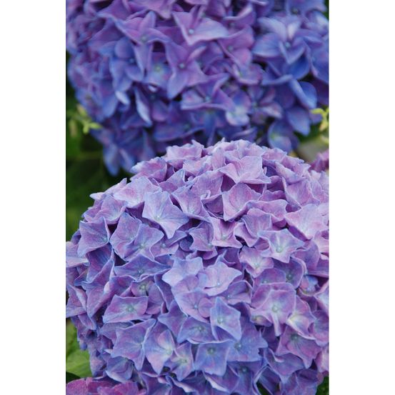Hortensia anda blue' ? - en pot de 5 litres