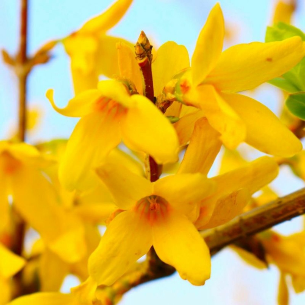 Mimosa de paris 'lynwood gold' (forsythia x intermedia 'lynwood gold')