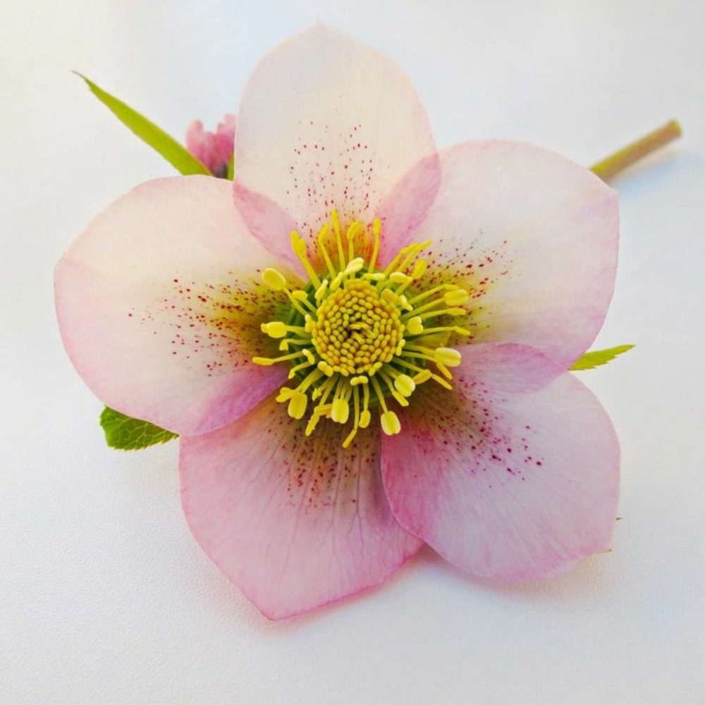 3 hellébores orientale 'picotee lady' (helleborus orientalis)