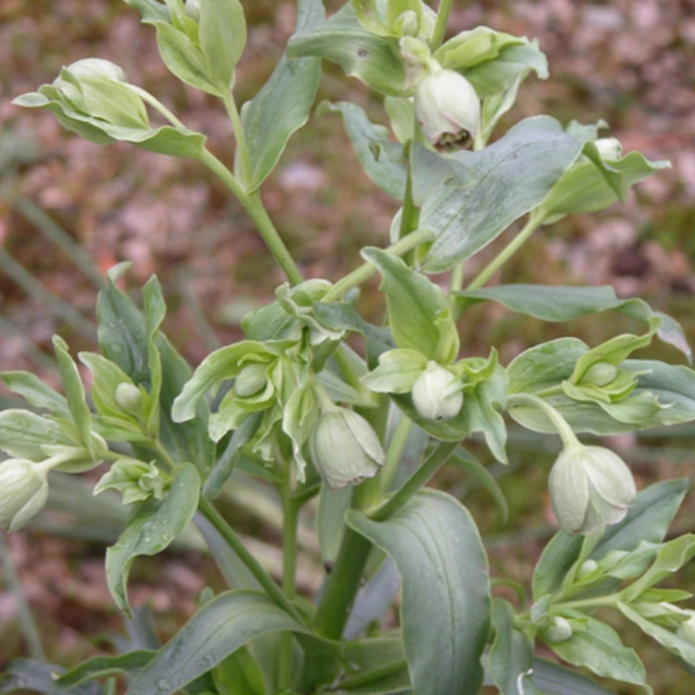 Hellébore foetidus lot de 9 godets