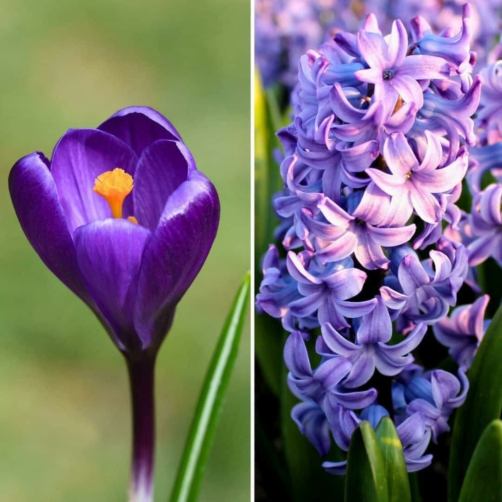 Hyacintes et crocus - 30 bulbes