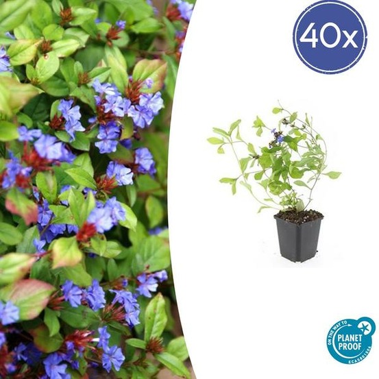 Plumbago de chine x40 – entre 2,5 et 3,33m2