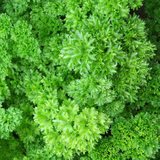 Graines de persil frisé vert foncé - vilmorin sachet économique