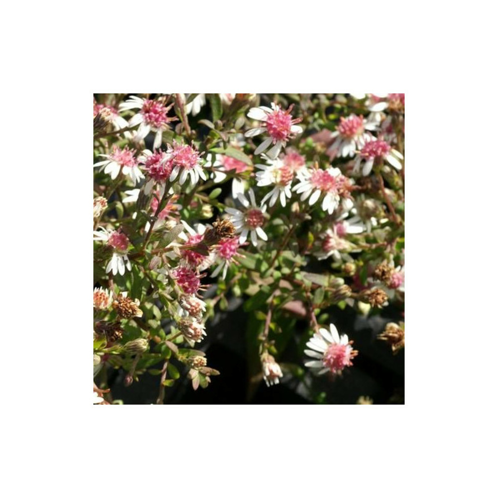 Aster d'automne horizontalis lot de 9 godets