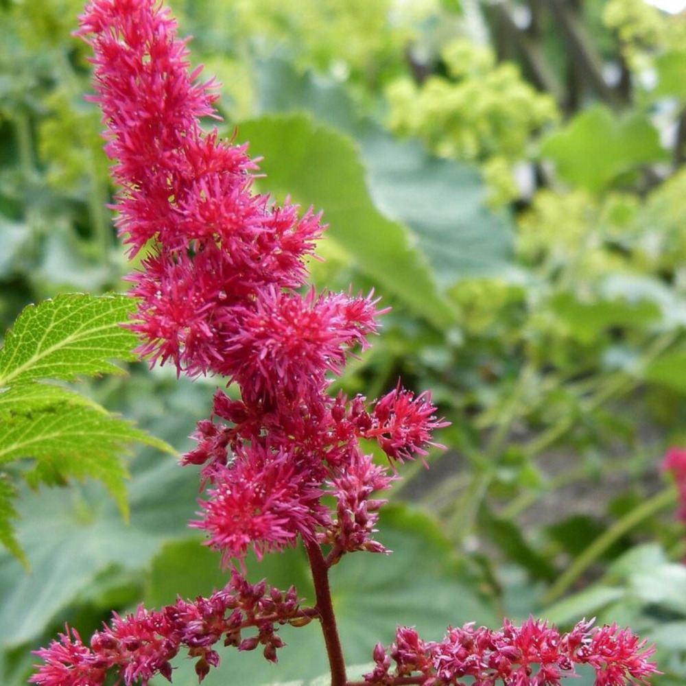 Astilbe d'arends fanal godet - 5/20 cm