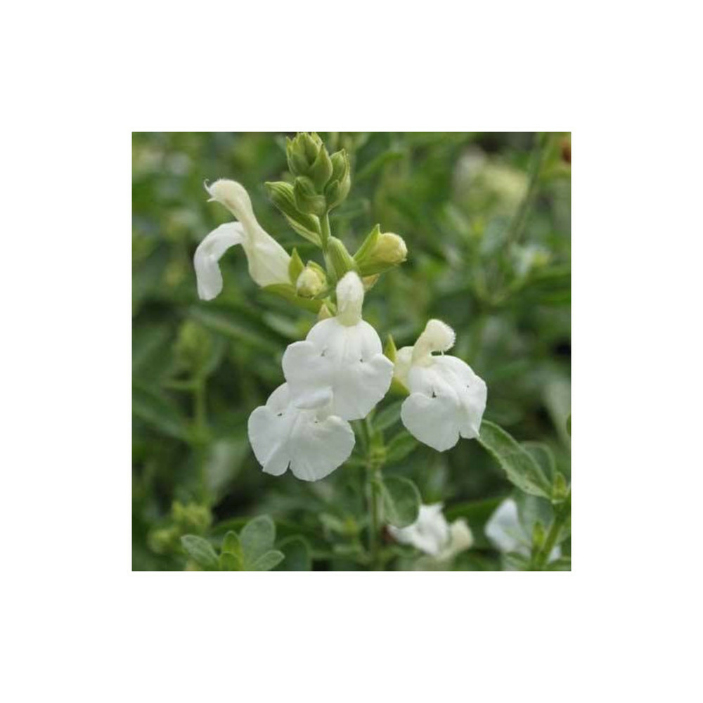 Sauge blanche lot de 5 godets