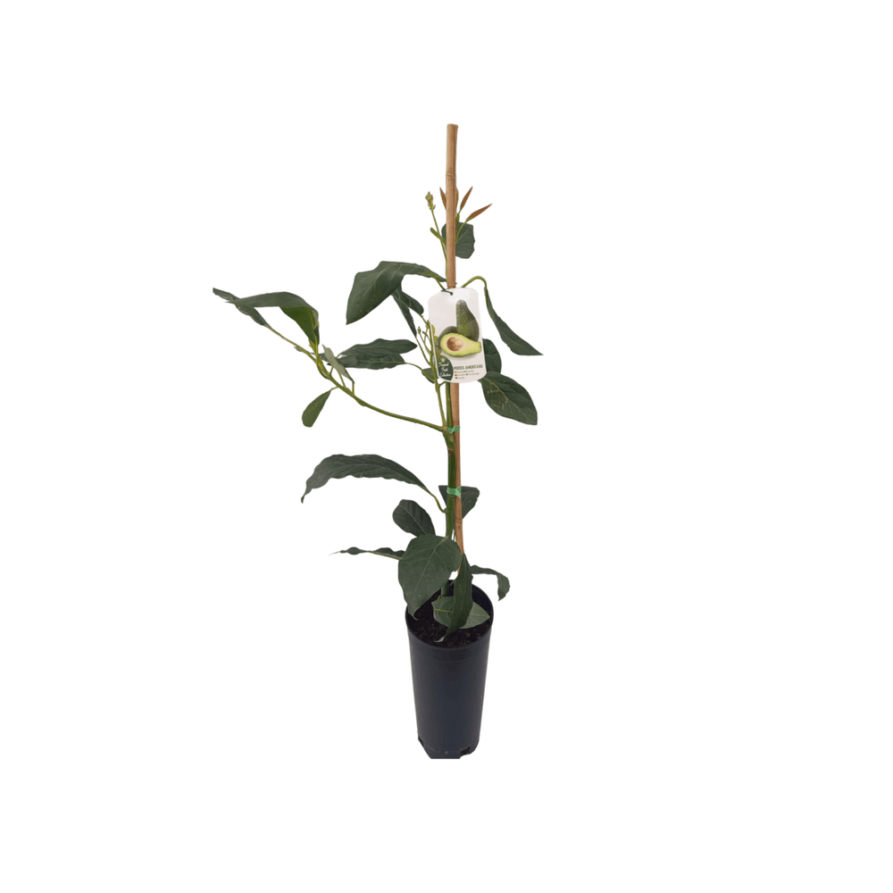 Avocatier en pot 7 litres / 80 à 110 cm