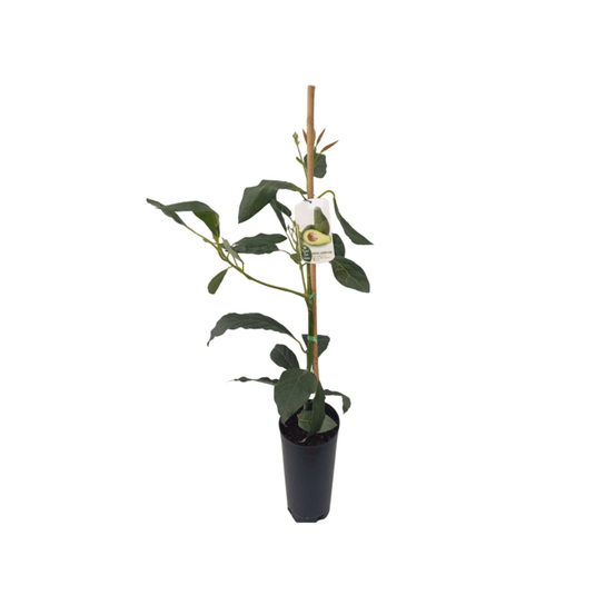 Avocatier en pot 7 litres / 80 à 110 cm