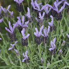 Lavandula stoechas madrid tm 'purple' : ctr 3l