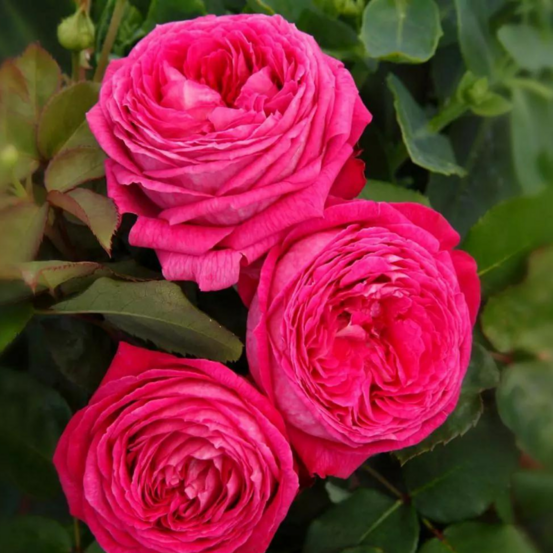 Rosier grimpant freifrau caroline fleur rose en pot 3l