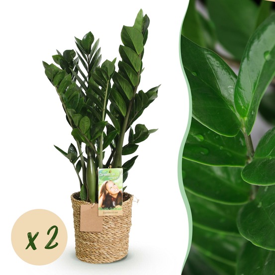Zamioculcas zamiifolia – lot de 2 – pot 17 cm
