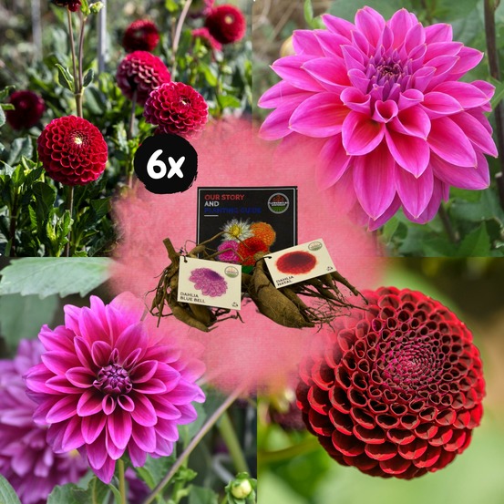 Dahlia - coffret mix 12 bulbes dahlia gerard's darlings, natal & blue bell