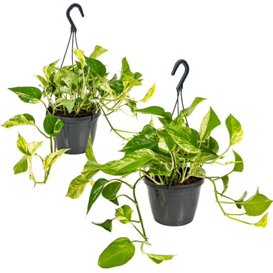 Lot de 2 scindapsus marble queen - lierre du diable - plantes suspendues ou grimpantes