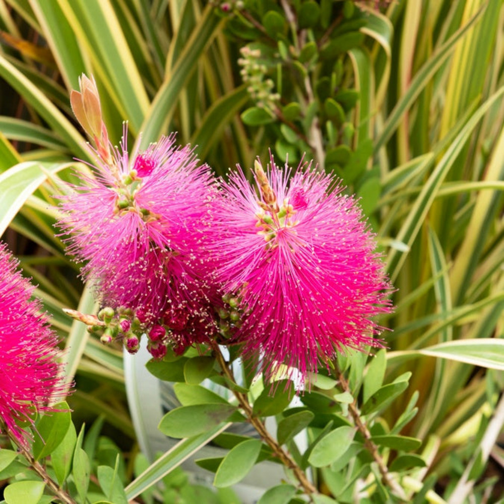Callistemon hot pink - rince-bouteille rose - le pot / 8cm