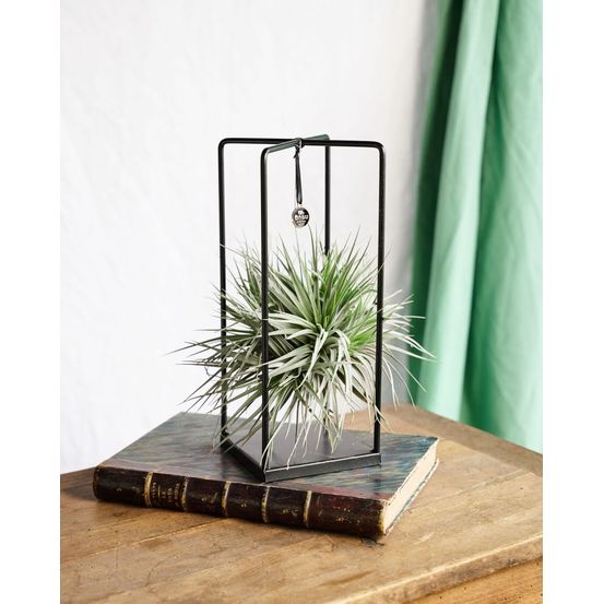 Tillandsia cube mix (medium) - 1 morceau - h30 cm - ø17 cm