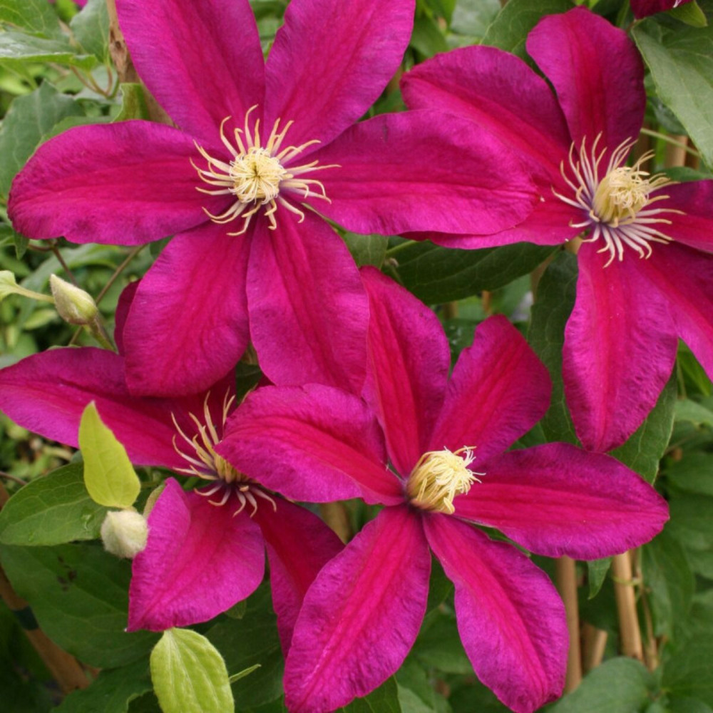 Clématite sunset pot de 3l - echelle bambou 60/120 cm