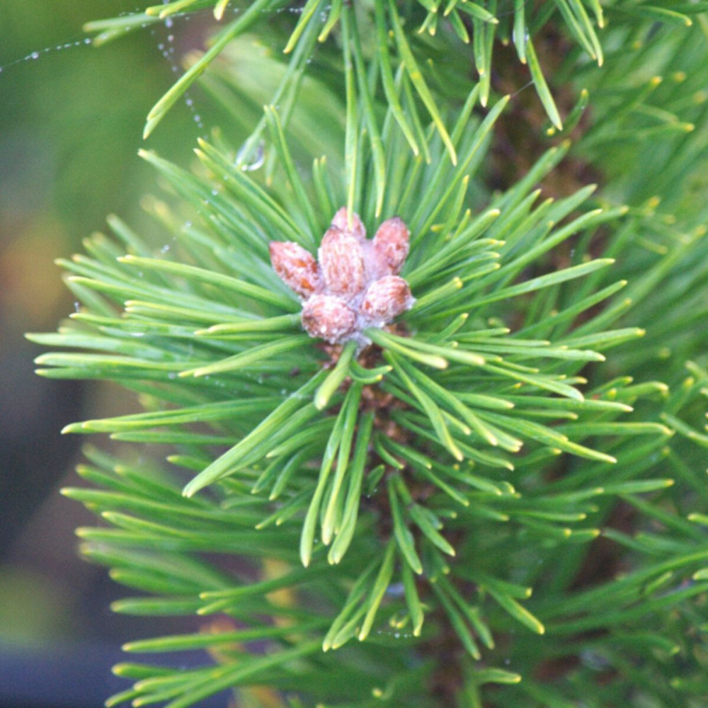 Pin de montagne nain gnom, pinus pot de 5l - 40/60 cm