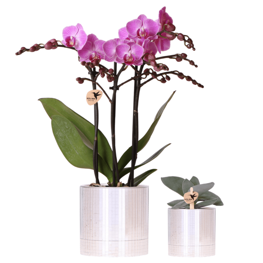 Orchidée phalaenopsis 'vienna' violette (phalaenopsis) - avec plante grasse et cache-pots - pot de 9cm - plantes d'intérieur