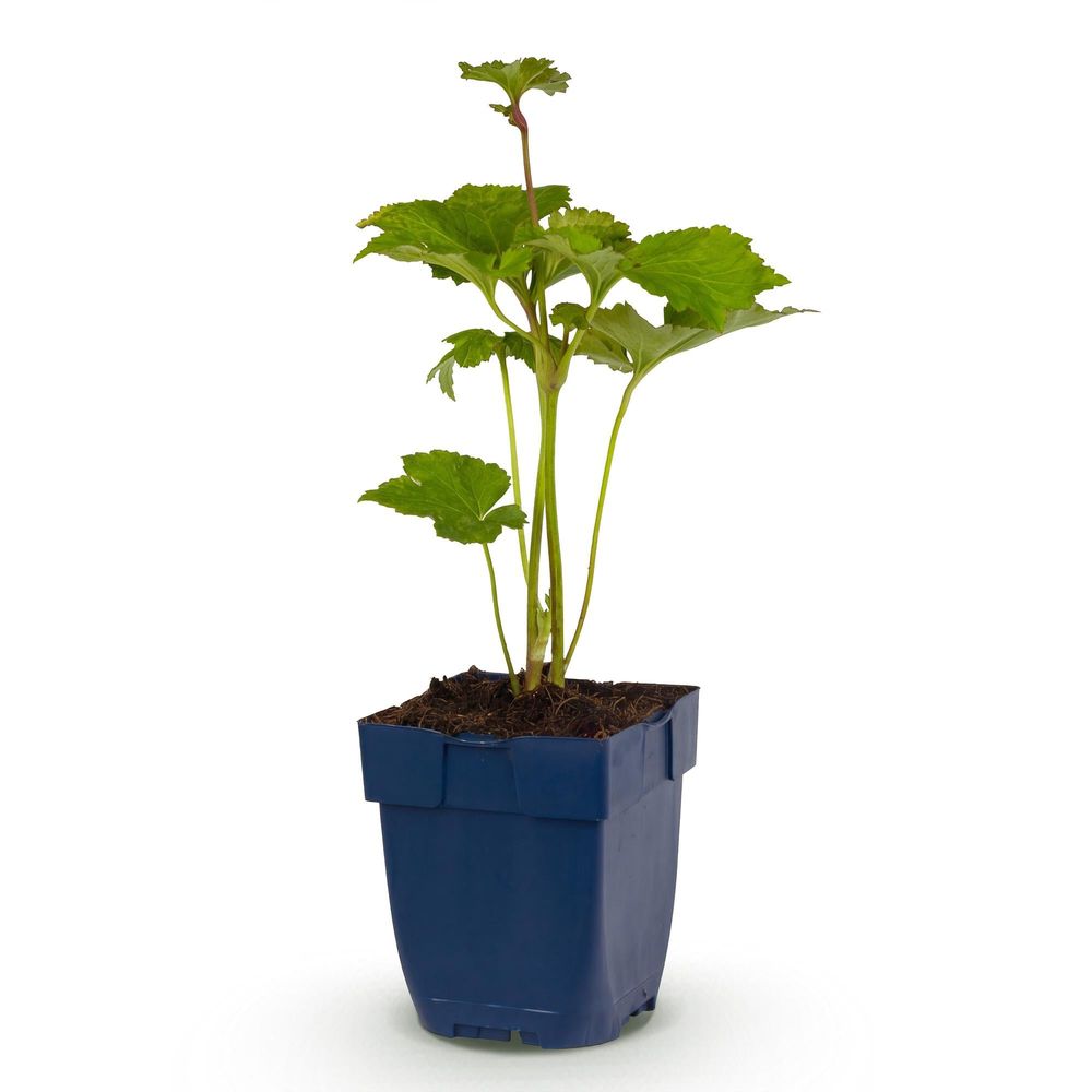 Anémone du japon 'königin charlotte' (anemone x hybrida) - vivace fleurie d'automne - pot 11cm - plante d'extérieur