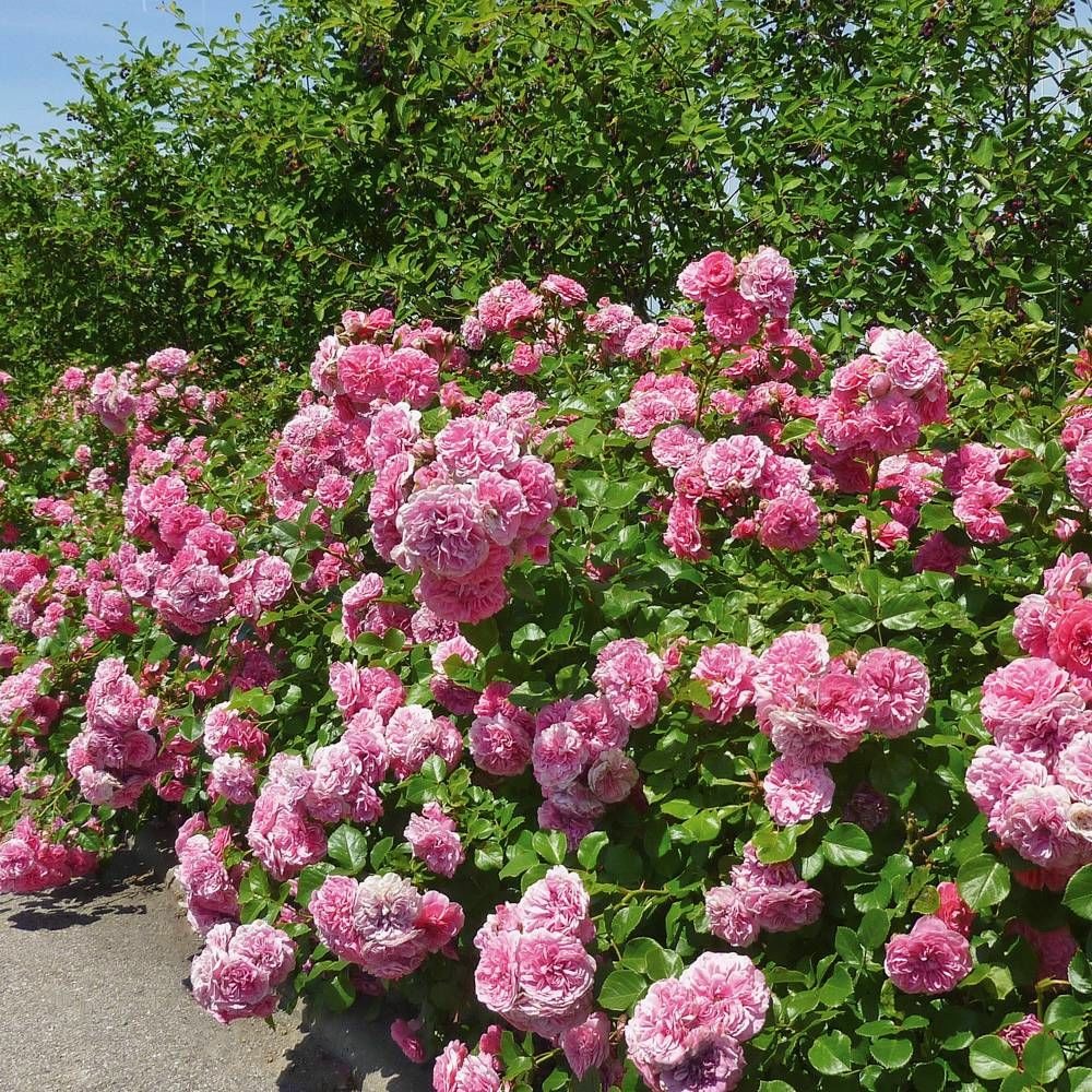 Rosier arbustif les quatre saisons® 'meifafio' pot de 5l - touffe