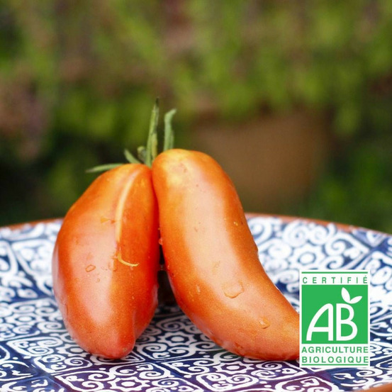 Graines de tomate andine cornue - sans traitement sachet