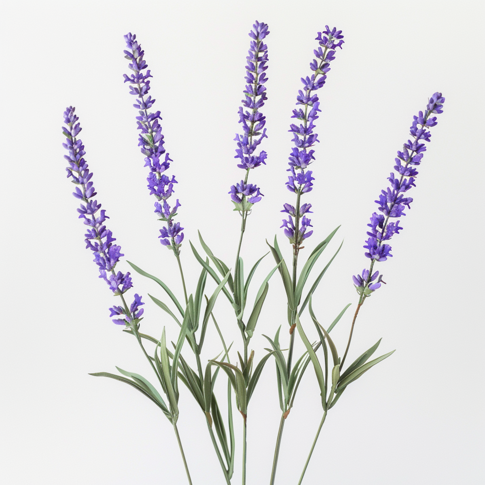 100 graines de lavande vraie - semisauvage permaculture