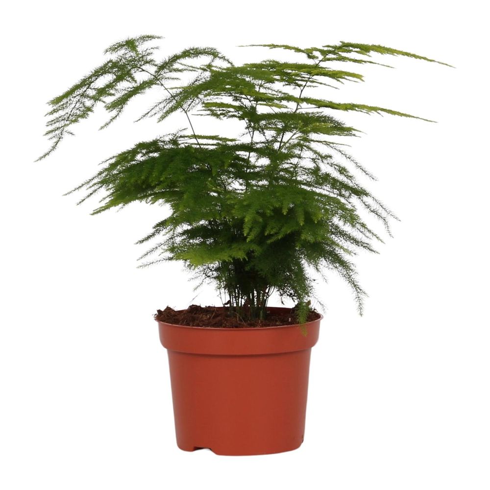 Asparagus setaceus - ø12cm - ↕35cm - plantes d'intérieur