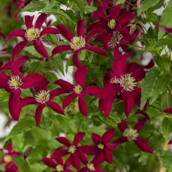 Clématite viticella glorious® red 'zo23015' pot de 2l - tuteur bambou 60/90 cm