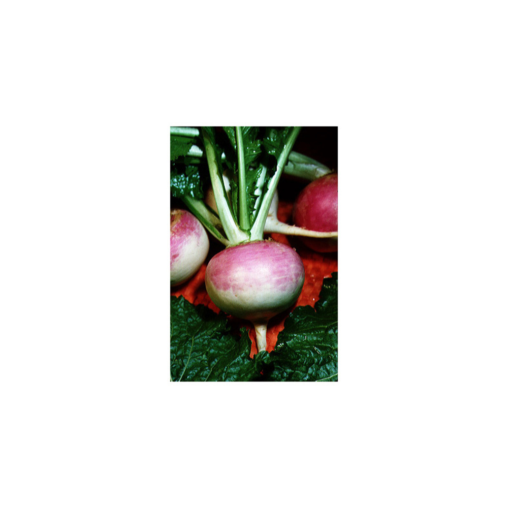 Navet 'blanc globe à collet violet' le sachet de 2000 graines environ (5g)