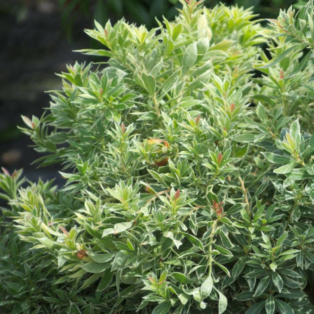 Andromède du japon little heath, pieris pot de 3l - 20/40 cm