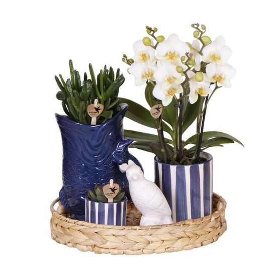 Ensemble de plantes mediterranean sunset - h1 cm