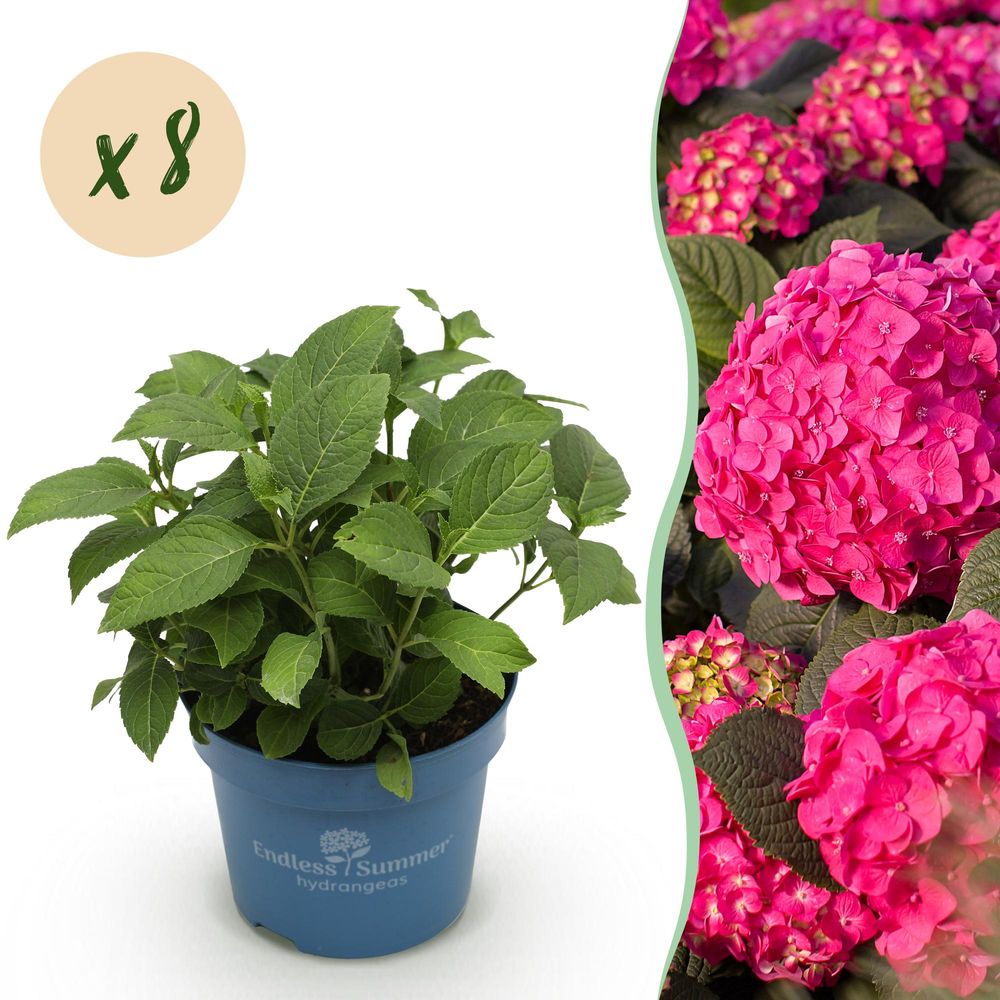 Hortensia endless summer summer love red - 8 plants - h 20-25 cm, pot ø14 cm